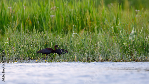 Wild Ibis in the Danube Delta