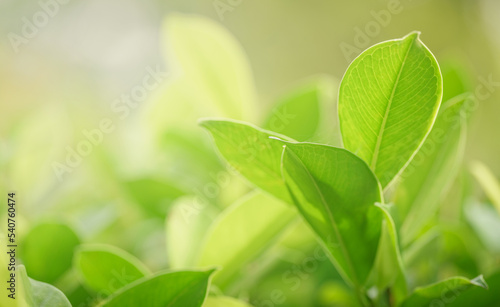 soft sun light close up macro fresh spring green leaves pattern texture leaf blur background with space.ecology,organic healthy product,friendly environment. concept backdrop,website cover design.