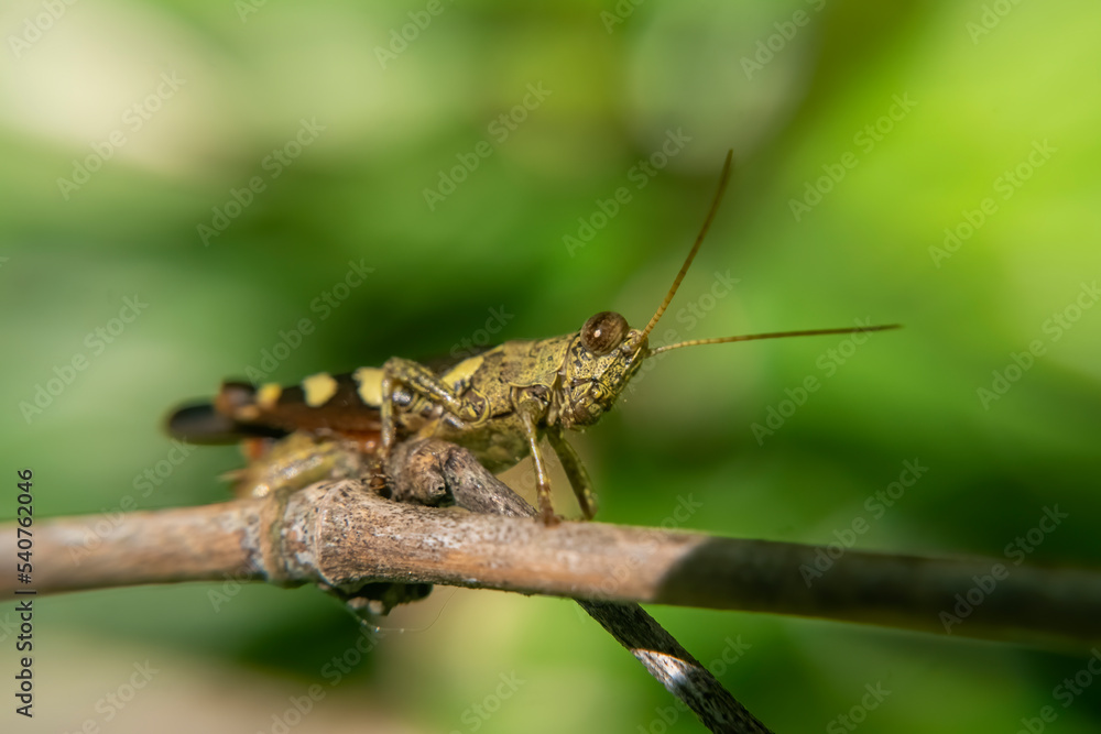 grasshopper perch on branch grasshopper perch on branch