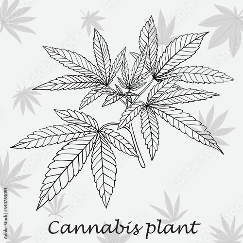 Simplicity cannabis plant freehand drawing flat design.