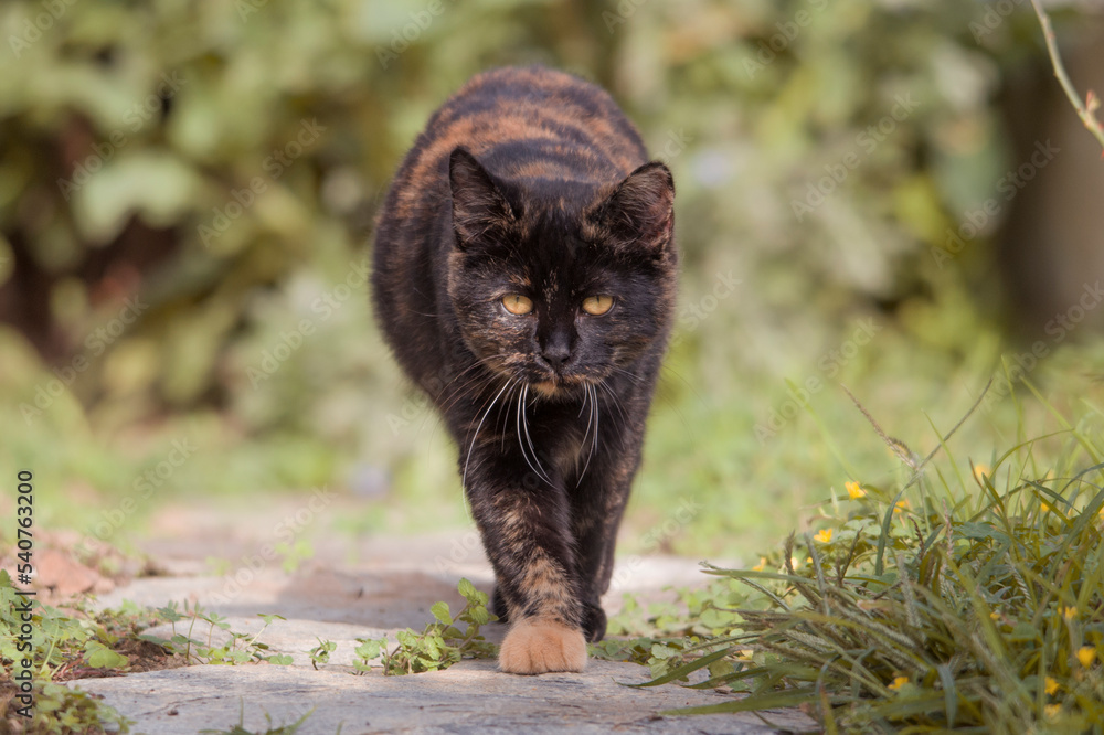 Black and Red kitten moving to the camera in sunset light