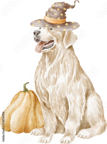 Golden retriever dog with pumpkin