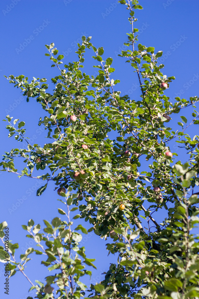 Apfelbaum an einem sonnigen Tag