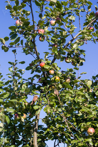 Apfelbaum an einem sonnigen Tag