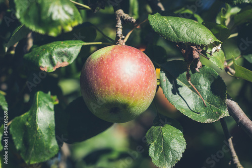 Nahaufnahme von einem Apfel an einem Ast
