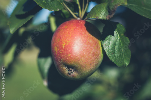 Nahaufnahme von einem Apfel an einem Ast