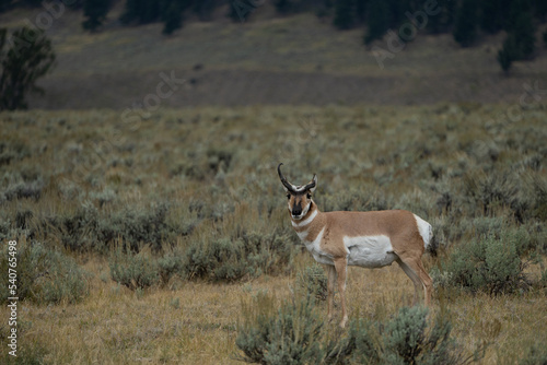 Antelope with a broken antler in the Lamar Valley © Jacob
