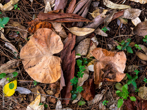 Beautiful nature's feast offered by earthy colored leaves top view. An autumn and winter background.