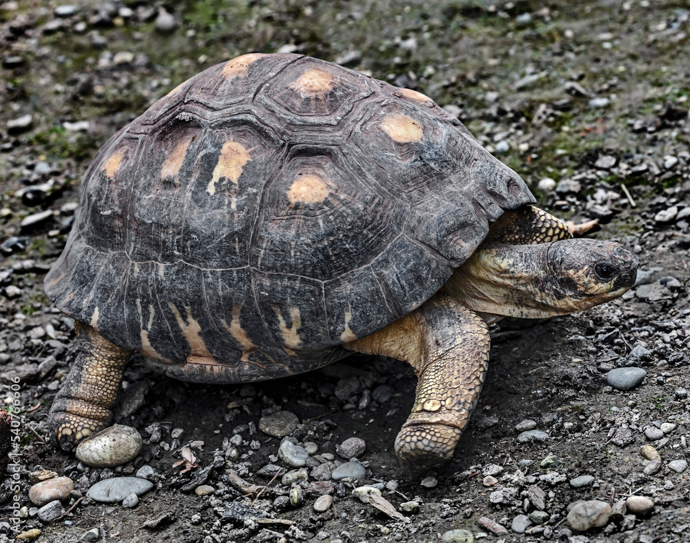 Obraz premium Radiated tortoise in its enclosure. Latin name - Astrochelys radiata 