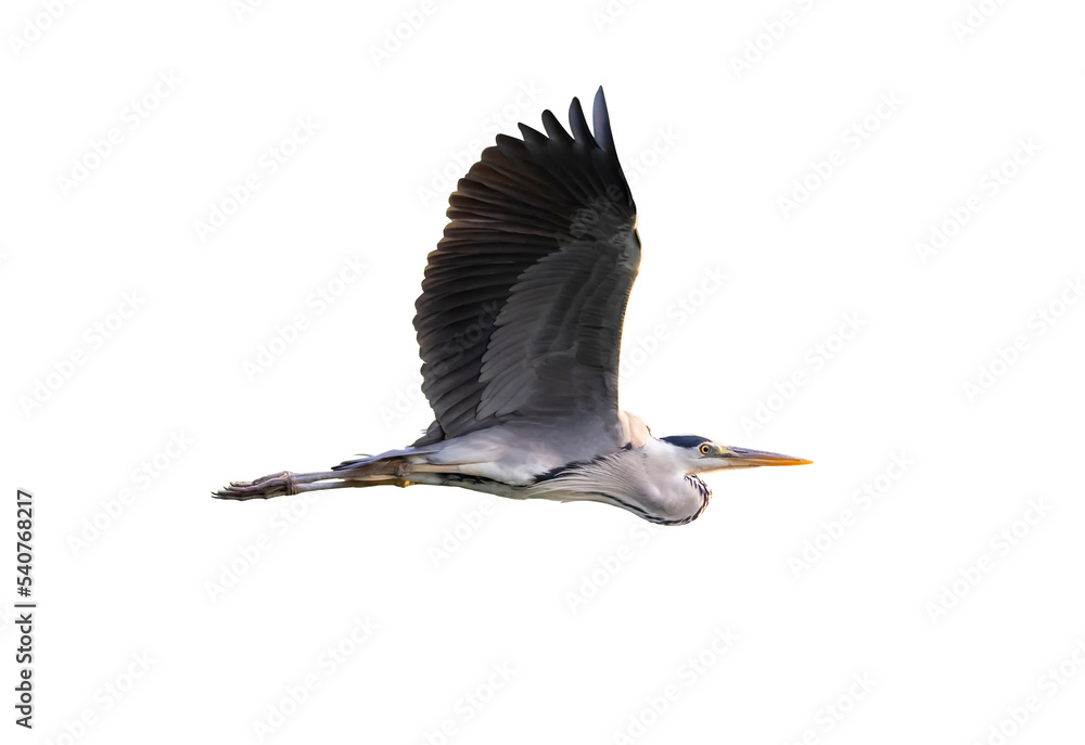 Obraz premium grey heron isolated on white background