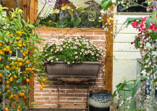 Fototapeta Naklejka Na Ścianę i Meble -  Decorative chrysanthemum flowers in flowerpot hanging on window.