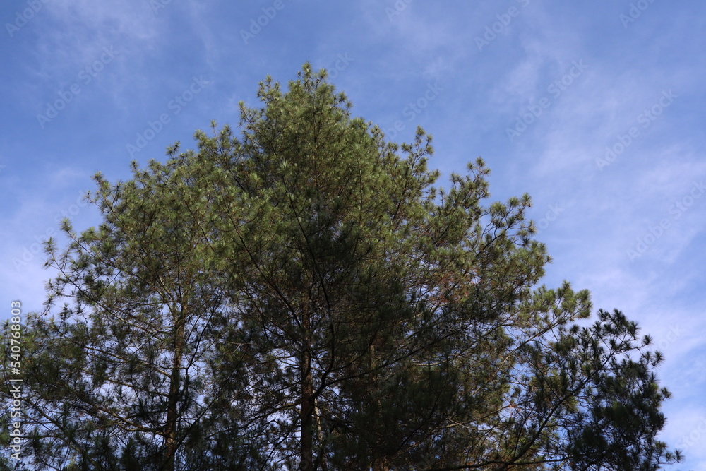 Pine tree ( Pinus strobus) with blue sky background in the morning Pine tree ( Pinus strobus) with blue sky background in the morning