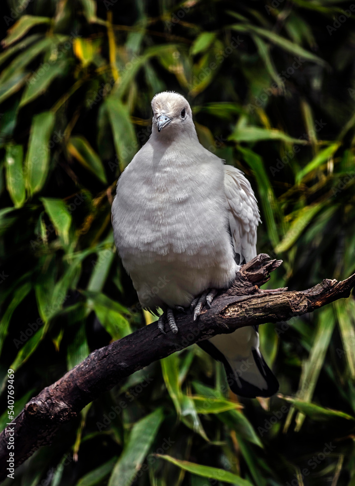 Pied imperial pigeons on the branch. Latin name - Ducula bicolor Pied imperial pigeons on the branch. Latin name - Ducula bicolor