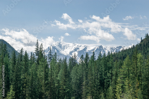 Atmospheric landscape with coniferous trees in valley with view to large snow mountains in bright sun under clear blue sky