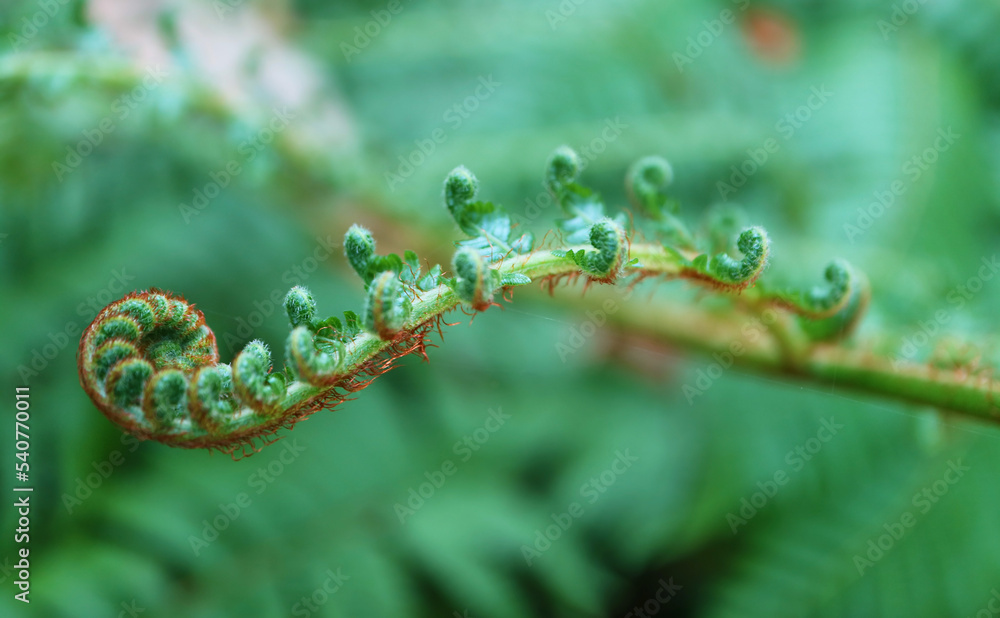Closeup of Amazing Unrolling Young Fern Leaves Closeup of Amazing Unrolling Young Fern Leaves
