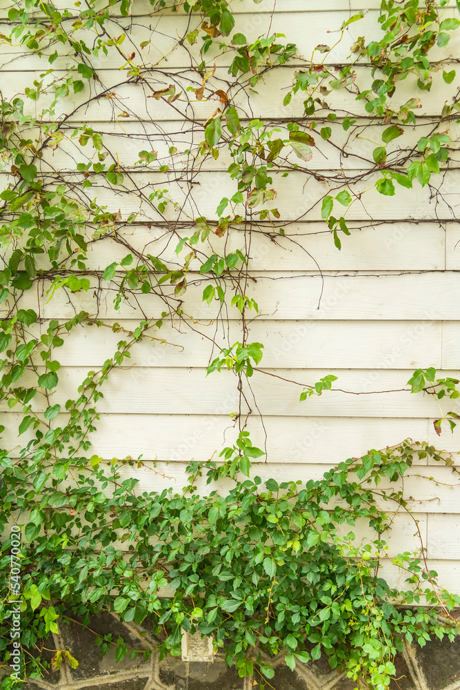 Ivy and wooden fence, autumn background Ivy and wooden fence, autumn background