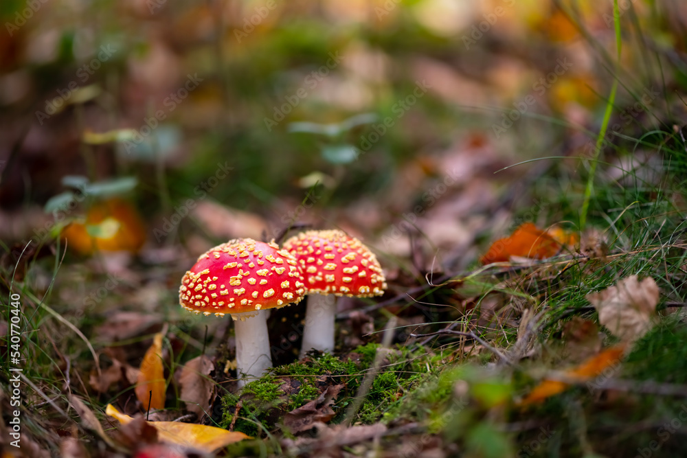 Pair of fungi in a autumn season forest in Iserlohn Sauerland Germany. Amanita muscaria or “fly agaric“ is a red and white spotted poisonous Toadstool Mushroom. Macro close up with selective focus. Pair of fungi in a autumn season forest in Iserlohn Sauerland Germany. Amanita muscaria or “fly agaric“ is a red and white spotted poisonous Toadstool Mushroom. Macro close up with selective focus.