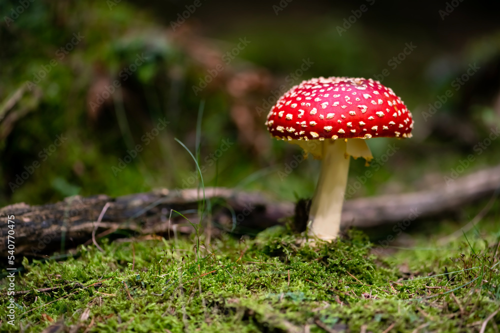 Amanita muscaria or “fly agaric“ is a red and white spotted poisonous Toadstool Mushroom growing in the undergrowth of a forest in Sauerland Germany. Colorful fruit body in green moss surrounding. Amanita muscaria or “fly agaric“ is a red and white spotted poisonous Toadstool Mushroom growing in the undergrowth of a forest in Sauerland Germany. Colorful fruit body in green moss surrounding.