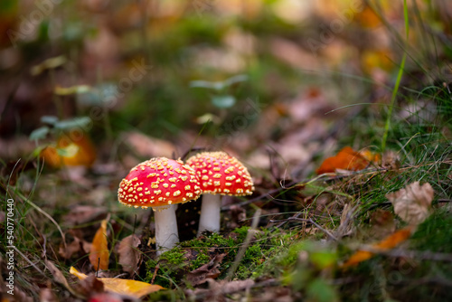 Pair of fungi in a autumn season forest in Iserlohn Sauerland Germany. Amanita muscaria or “fly agaric“ is a red and white spotted poisonous Toadstool Mushroom. Macro close up with selective focus.