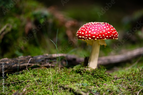Amanita muscaria or “fly agaric“ is a red and white spotted poisonous Toadstool Mushroom growing in the undergrowth of a forest in Sauerland Germany. Colorful fruit body in green moss surrounding.