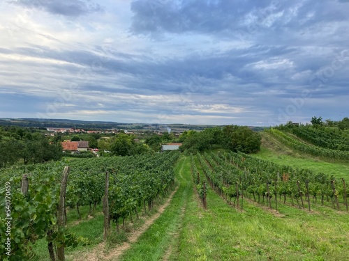 Czech Vineyard in south moravia region, Czech republic