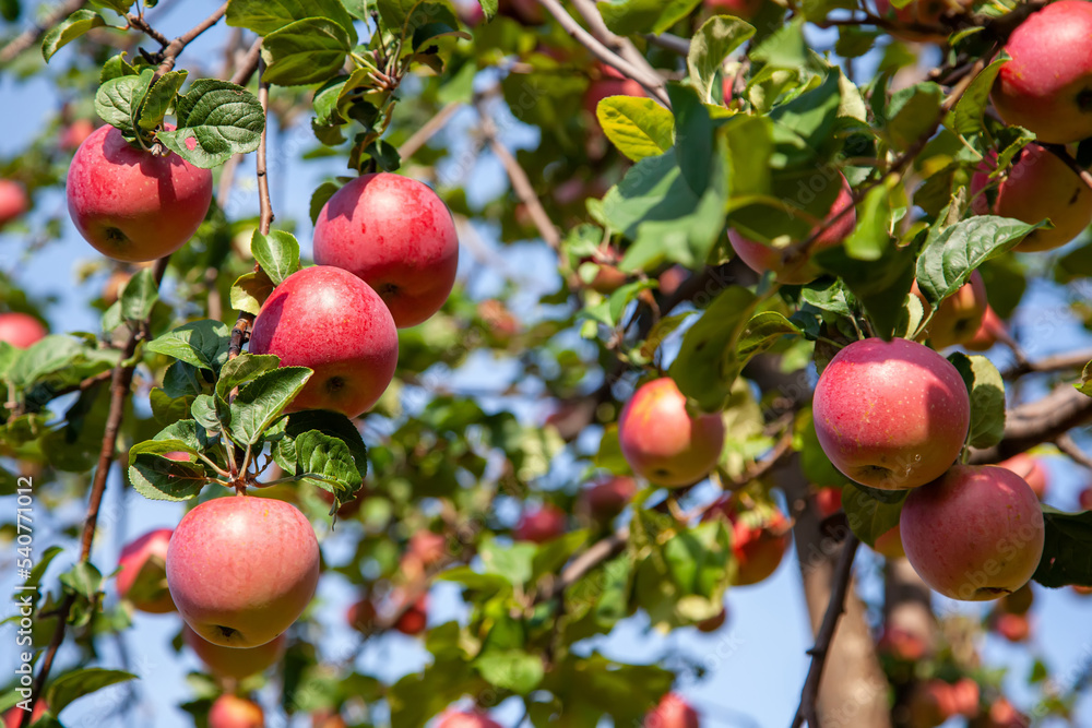 Ripe red apples on a tree branch in the garden. Harvest apples.