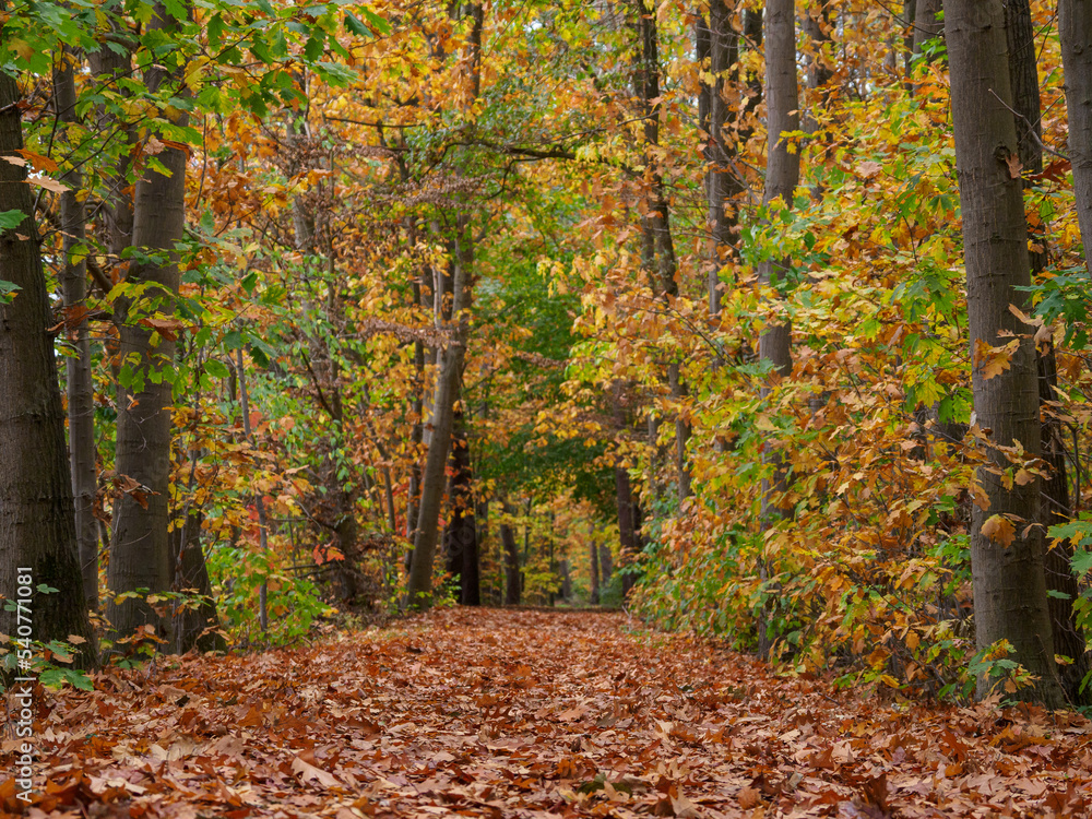Obraz premium Herbstzeit im Wald