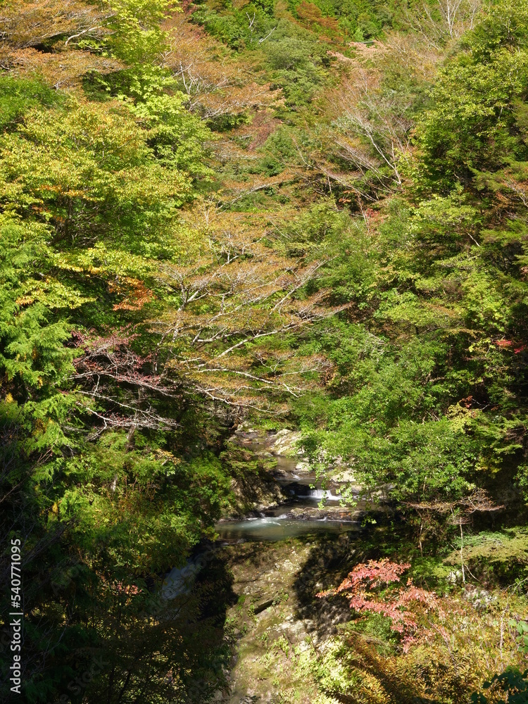 木々に囲まれた滝