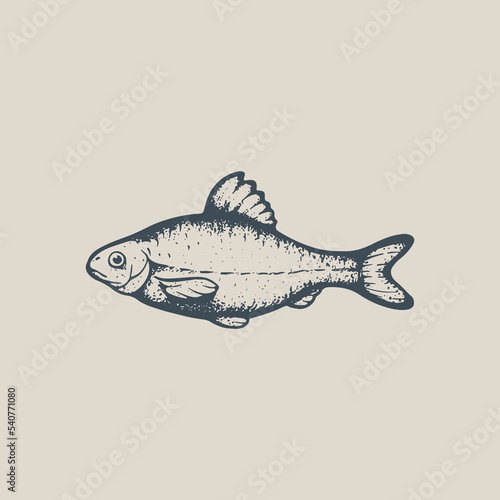 River fish vector vintage drawing. Vobla sketch photo