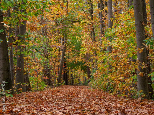 Herbstzeit im Wald