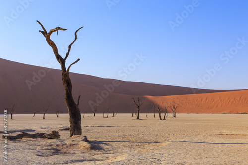 Deadvlei, white clay pan located inside the Namib-Naukluft Park in Namibia