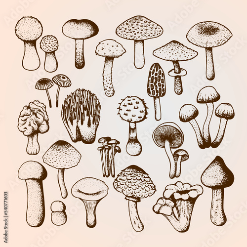 Vector sketch with mushrooms