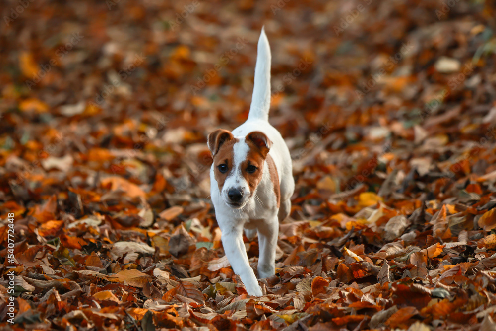 Jack russel terrier