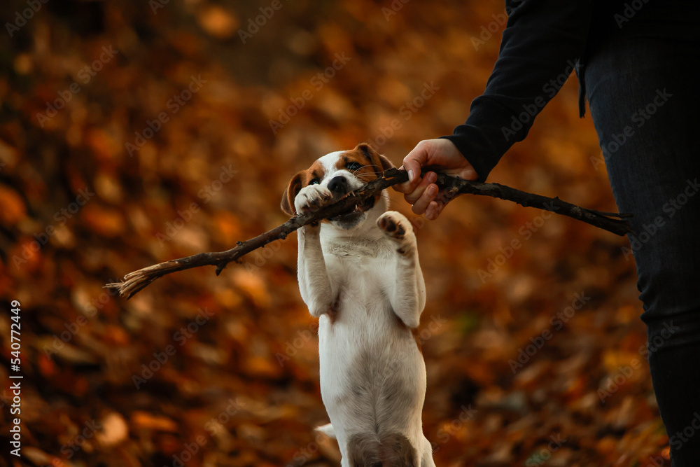 Jack russel terrier