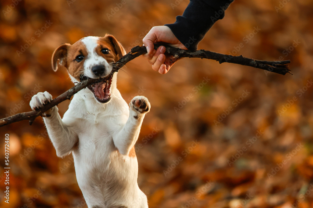 Jack russel terrier