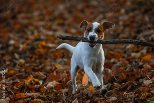 Obraz na płótnie Jack russel terrier w salonie