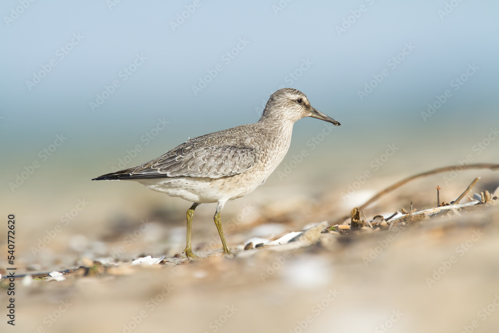 Shorebird - juvenile Calidris canutus, Red Knot on the Baltic Sea shore, migratory bird Poland Europe Shorebird - juvenile Calidris canutus, Red Knot on the Baltic Sea shore, migratory bird Poland Europe