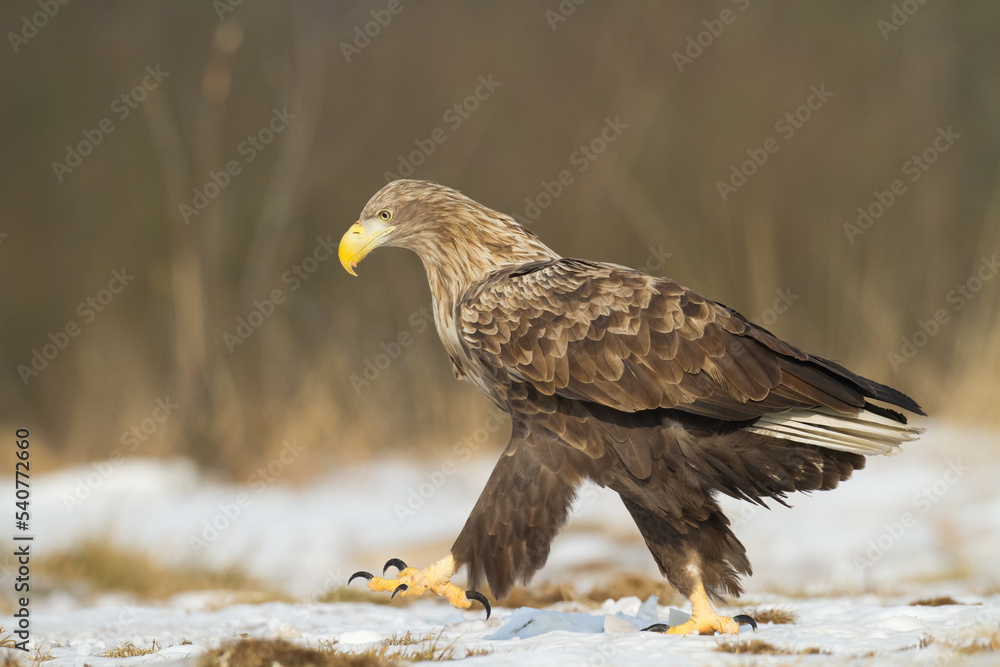 Majestic predator White-tailed eagle, Haliaeetus albicilla in Poland wild nature Majestic predator White-tailed eagle, Haliaeetus albicilla in Poland wild nature