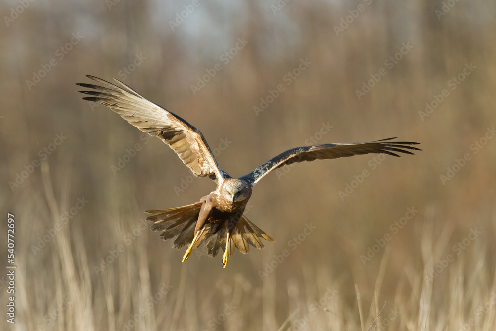 Birds of prey - Marsh Harrier male Circus aeruginosus hunting time Birds of prey - Marsh Harrier male Circus aeruginosus hunting time