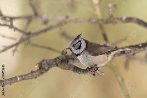 Bird Crested tit Lophophanes cristatus small bird perched on the tree in forest, Poland Europe 