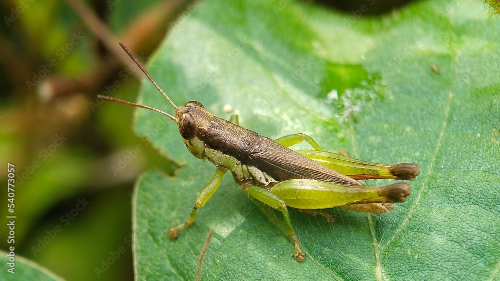 grasshopper on a leaf green grasshopper on a leaf green