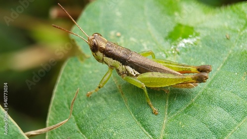 grasshopper on a leaf green © Dedy