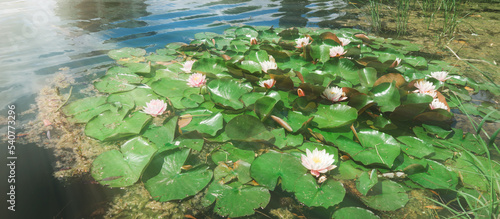 Panorama of beautiful water lilies on the lake. Magical pond with blooming water lilies and lotuses. Atmosphere of relaxation, tranquility and happiness. Banner © Anna Skliarenko
