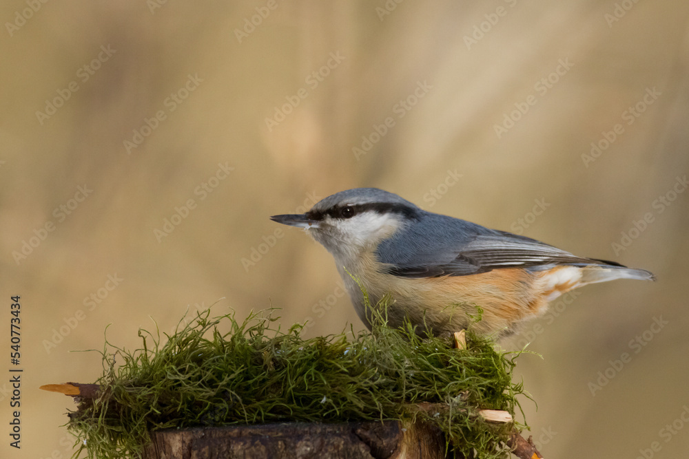 Obraz premium Bird Nuthatch Sitta europaea small bird in forest, Poland Europe