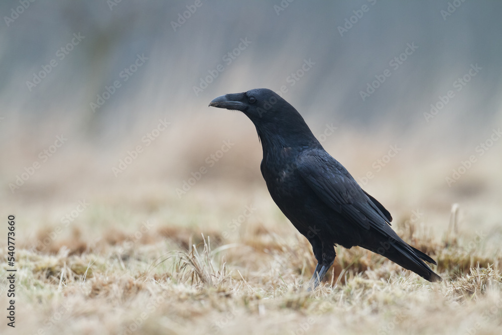 Bird beautiful raven ( Corvus corax ) North Poland Europe walking on green meadow Bird beautiful raven ( Corvus corax ) North Poland Europe walking on green meadow