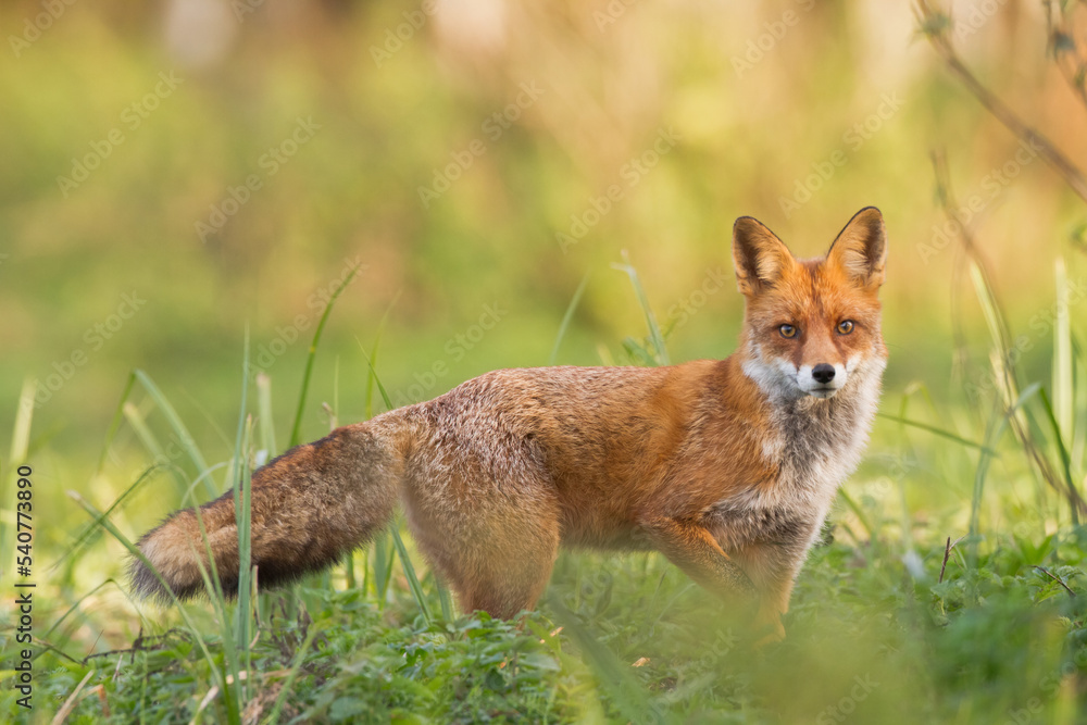 Fox Vulpes vulpes in autumn scenery, Poland Europe, animal walking among autumn meadow in amazing warm light Fox Vulpes vulpes in autumn scenery, Poland Europe, animal walking among autumn meadow in amazing warm light