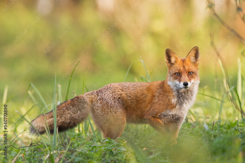 Fox Vulpes vulpes in autumn scenery, Poland Europe, animal walking among autumn meadow in amazing warm light