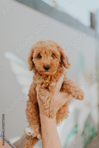 poodle puppy held in hand