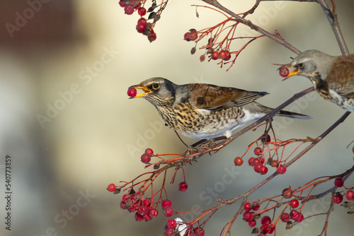 fieldfare, Turdus pilaris, bird eating berries on a hawthorn bush during Autumn season 