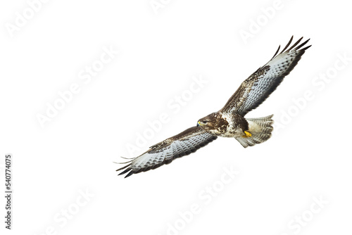 Birds of prey - Common buzzard Buteo buteo in the fields in, buzzards in natural habitat, hawk bird, predatory bird close up flying bird isolated on white background